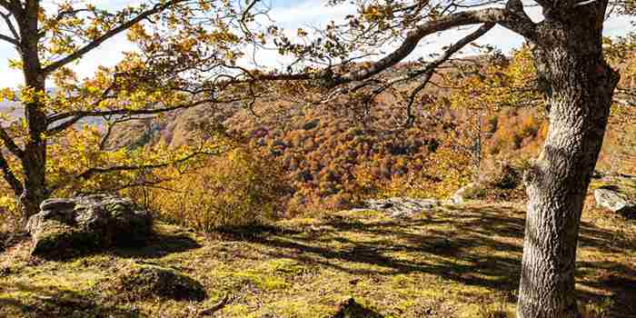 Monte Hijedo, el embrujo del bosque otoñal